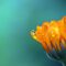 marigold-1568646_1280